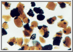 Lunar Orange Soil