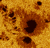 Example of a sunspot group (Royal Swedish Academy of Sciences)
